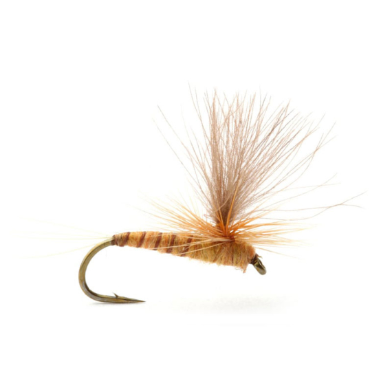 Guideline Aurivillii dans le groupe Leurre de la peche / Mouches / Mouches sèches l\'adresse Sportfiskeprylar.se (101389GLr)