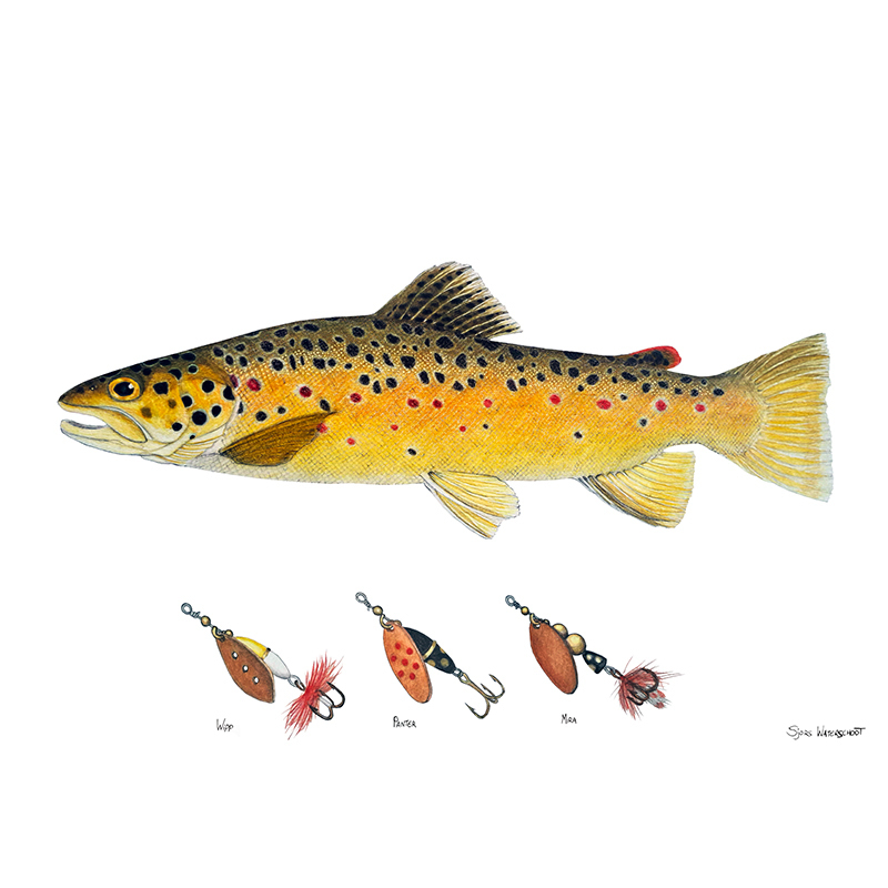 Myran Framed Brown Trout Poster dans le groupe l\'adresse Sportfiskeprylar.se (NFS50-1)