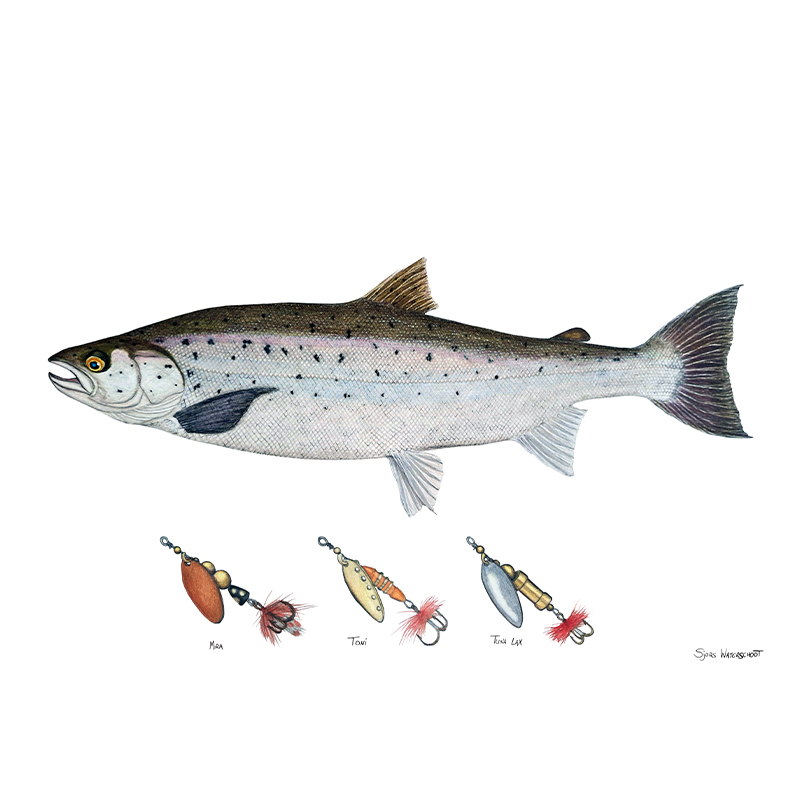 Myran Framed Salmon Poster dans le groupe l\'adresse Sportfiskeprylar.se (NFS50-2)