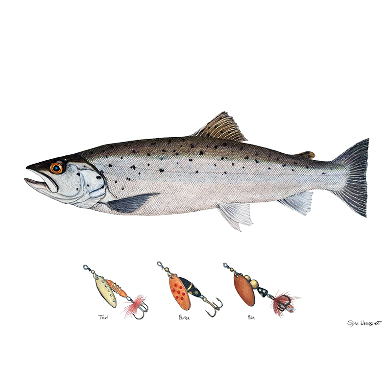 Myran Framed Sea Trout Poster dans le groupe l\'adresse Sportfiskeprylar.se (NFS50-3)
