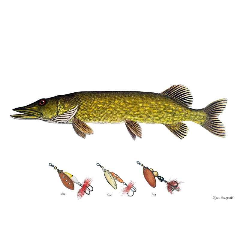 Myran Framed Pike Poster dans le groupe l\'adresse Sportfiskeprylar.se (NFS50-4)