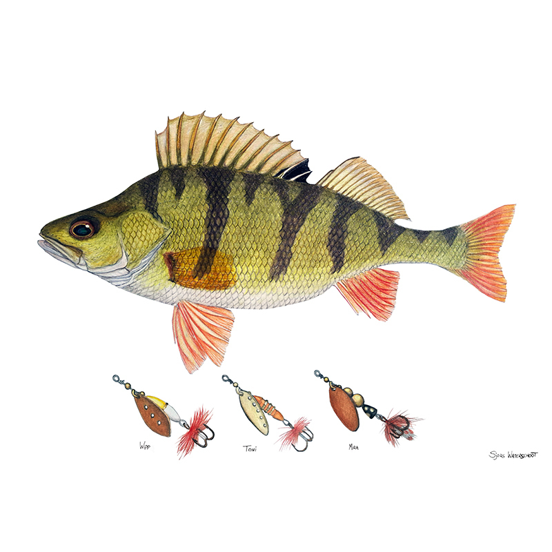 Myran Framed Perch Poster dans le groupe l\'adresse Sportfiskeprylar.se (NFS50-5)