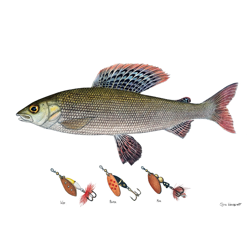 Myran Framed Grayling Poster dans le groupe l\'adresse Sportfiskeprylar.se (NFS50-6)