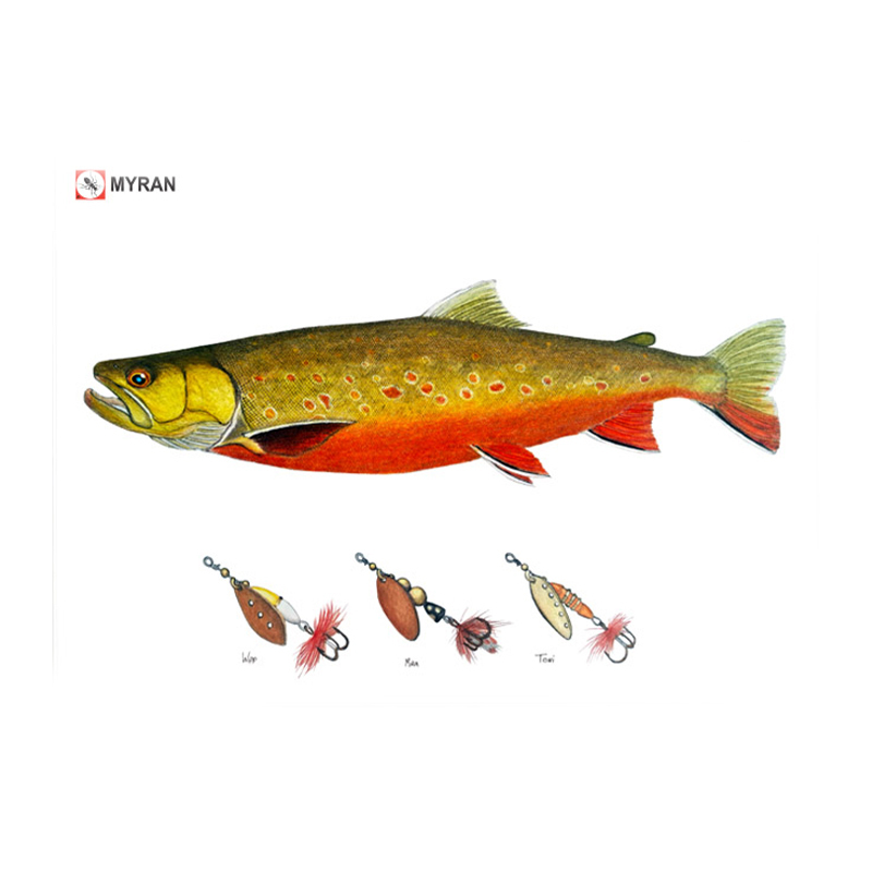 Myran Framed Arctic Char Poster dans le groupe l\'adresse Sportfiskeprylar.se (NFS50-8)
