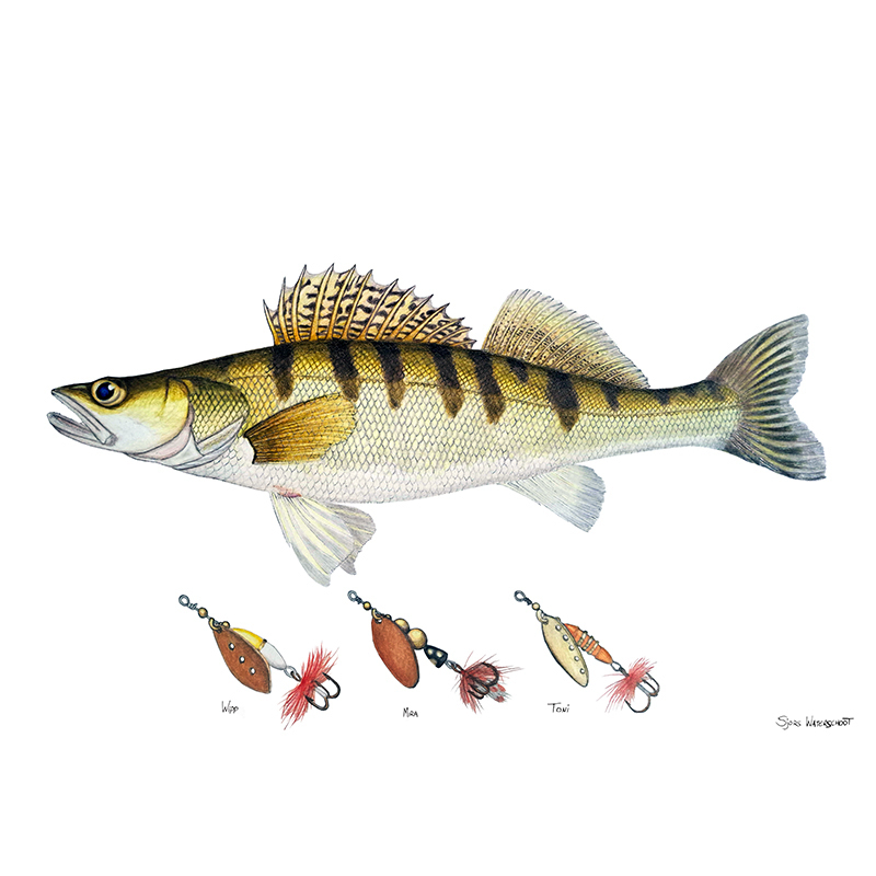 Myran Framed Zander Poster dans le groupe l\'adresse Sportfiskeprylar.se (NFS50-9)