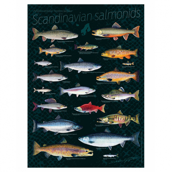 Poster Scandinavian Salmonids 50x70cm dans le groupe Autre / Autocollants l\'adresse Sportfiskeprylar.se (VD-1004)