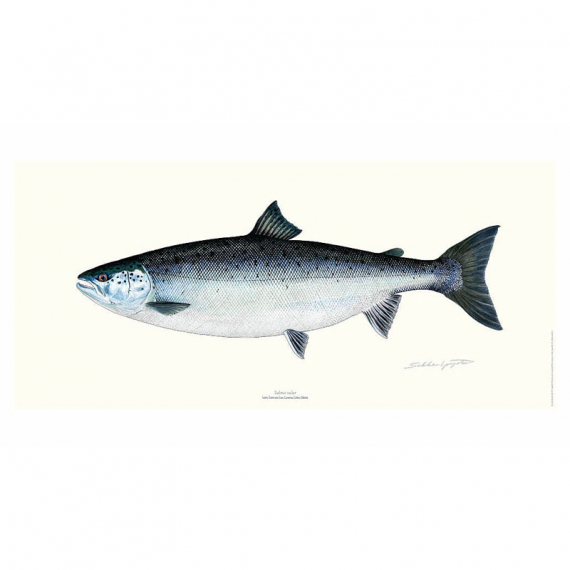 Poster Salmon 23x50cm dans le groupe Autre / Autocollants l\'adresse Sportfiskeprylar.se (VD-1113)