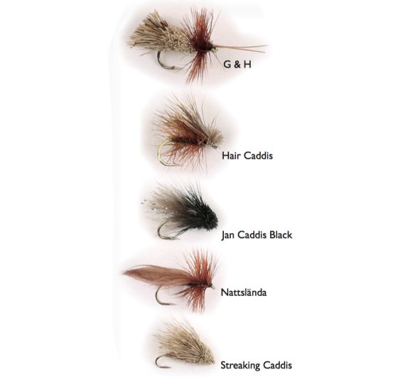 Dry Fly Sedges 5-pack dans le groupe Leurre de la peche / Mouches / Mouches sèches l\'adresse Sportfiskeprylar.se (WFB125)