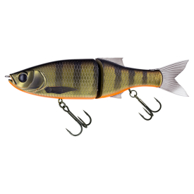 Dark Gill Orange Belly