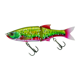 Baroni Baits, Sanguinerola
