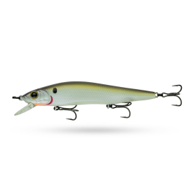 Herring Shad DC