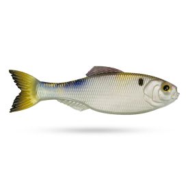 4K Shad