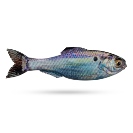 Live Gizzard Shad
