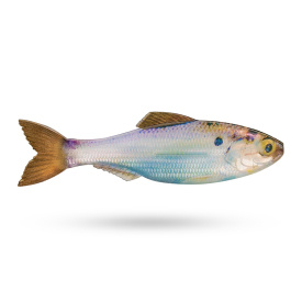 6th Sense Plump Panorama 5'' - Live Gizzard Shad