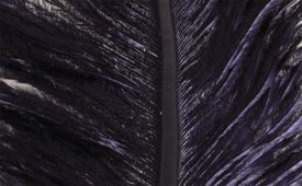 Struts plym - Black